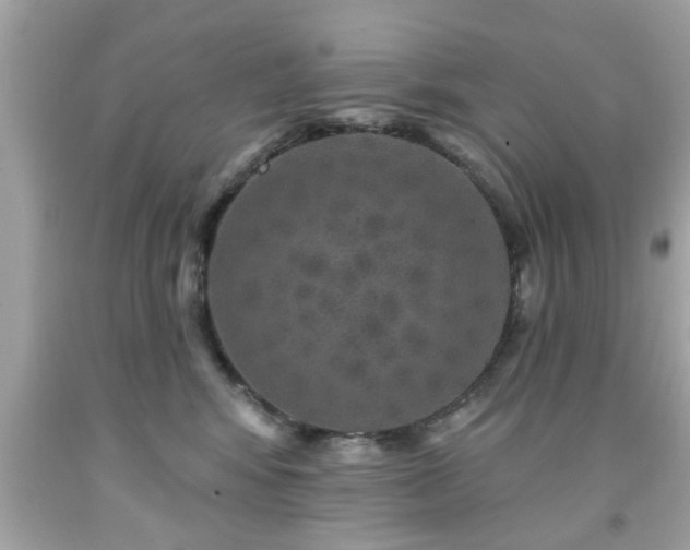 X0000091950424200709131208