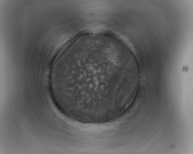 X0000091950018200709201332