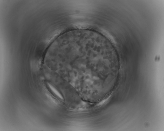 X0000091950065200709201331