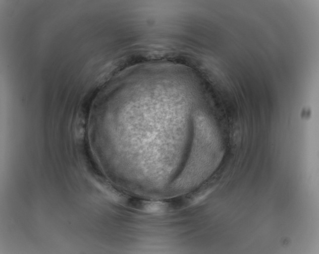 X0000091950226200709201329