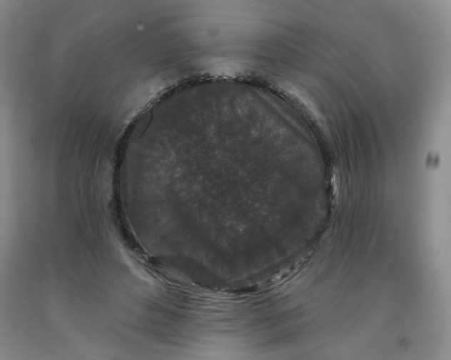 X0000091950496200709201325