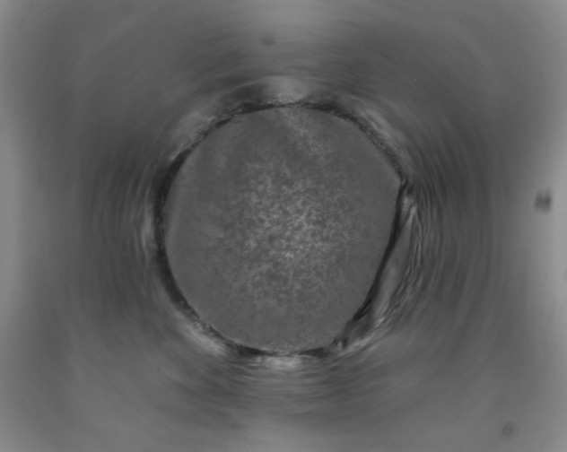 X0000091950524200709201325