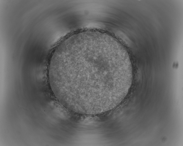 X0000091950824200709201320