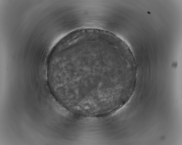 X0000091950925200709201319