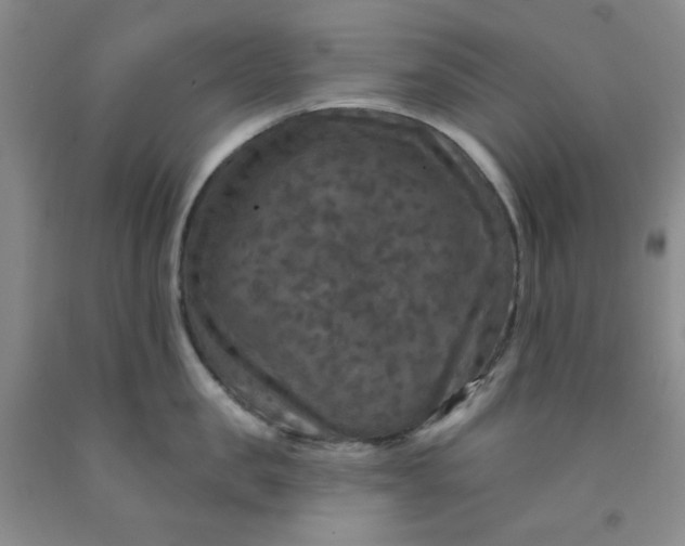 X0000091950957200709201320