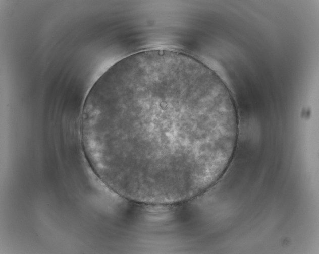 X0000091951338200709201315