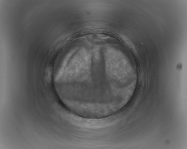 X0000091950026200709271335