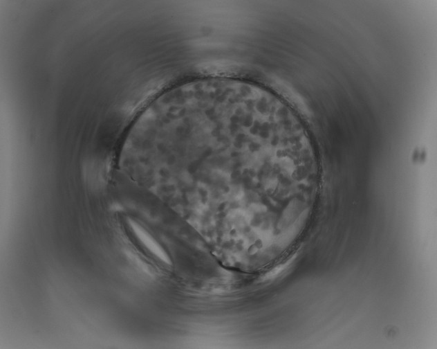 X0000091950065200709271334