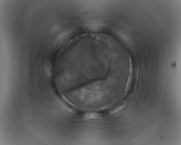 X0000091950181200709271333