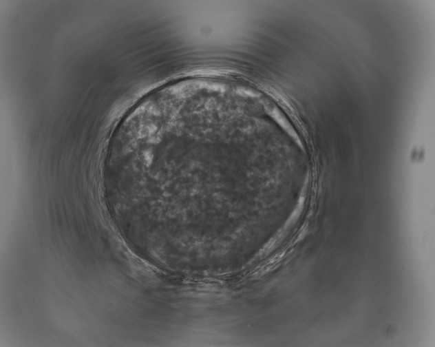 X0000091950337200709271330