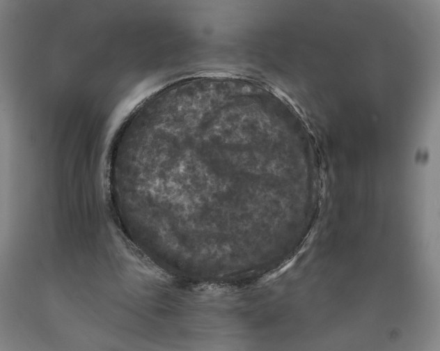 X0000091950343200709271330