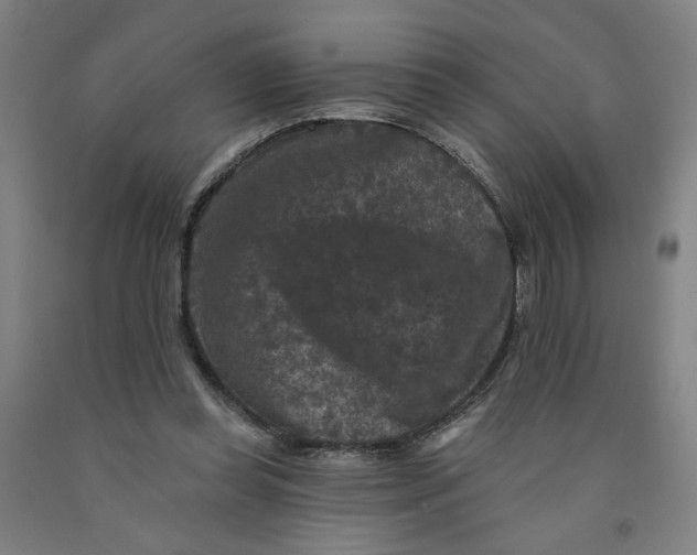 X0000091950349200709271330