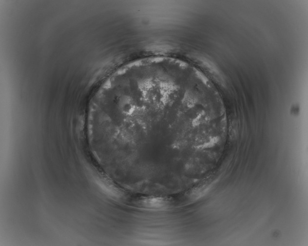 X0000091950365200709271330