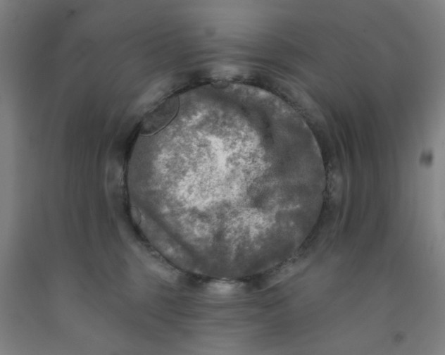 X0000091950375200709271330