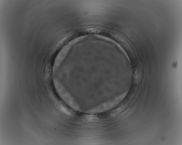 X0000091950424200709271329