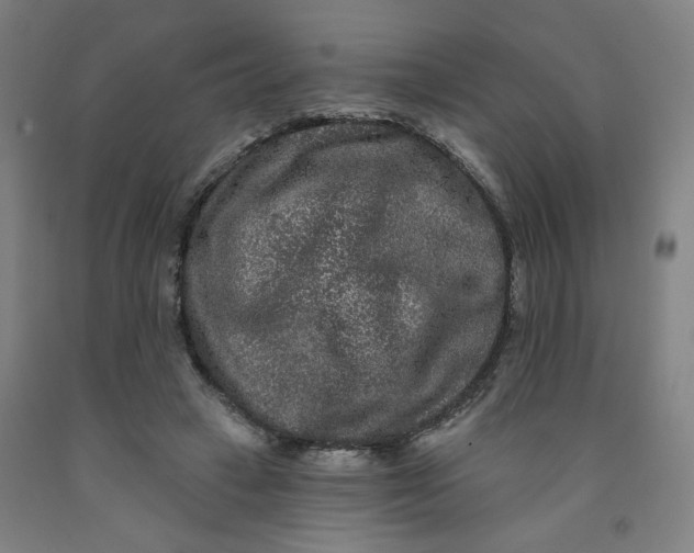 X0000091950449200709271329