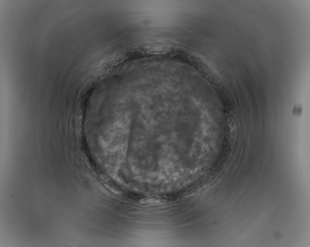 X0000091950745200709271325