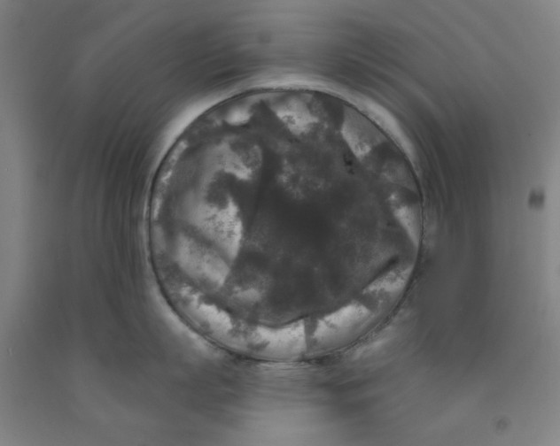 X0000091950863200709271325