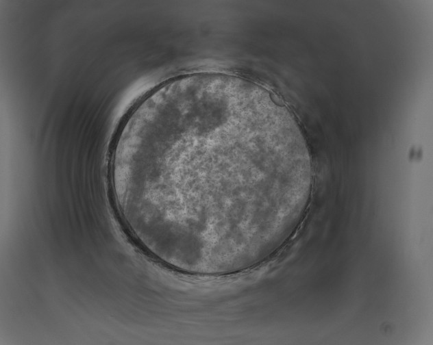 X0000091950006200710041017