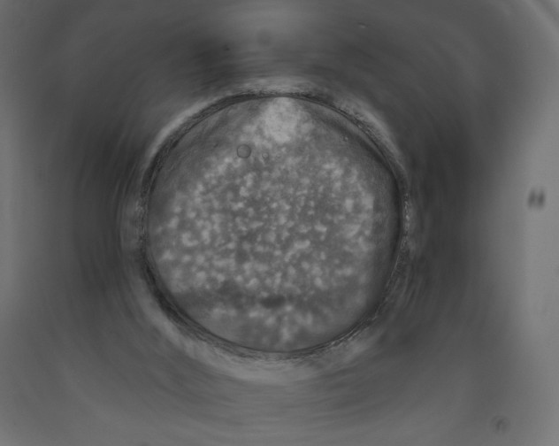 X0000091950012200710041017