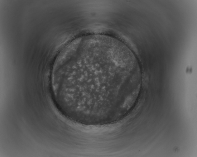 X0000091950018200710041017