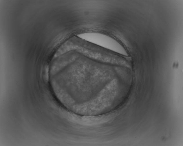 X0000091950022200710041017