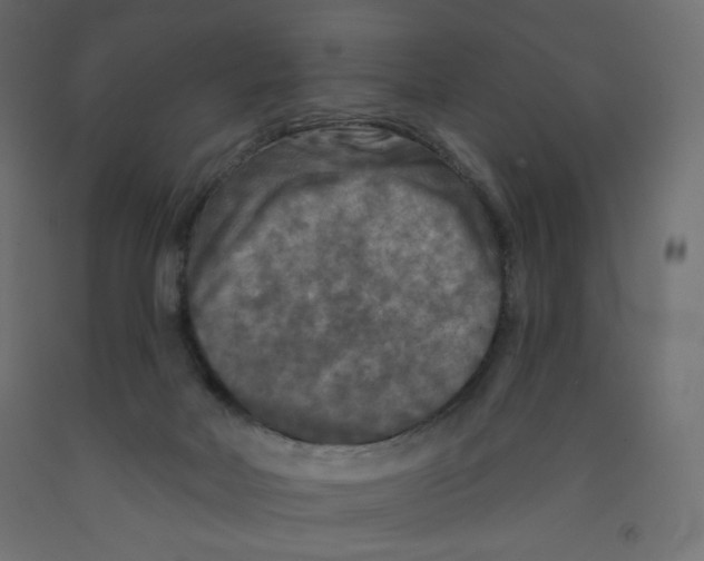 X0000091950026200710041017