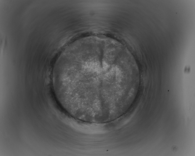 X0000091950032200710041017
