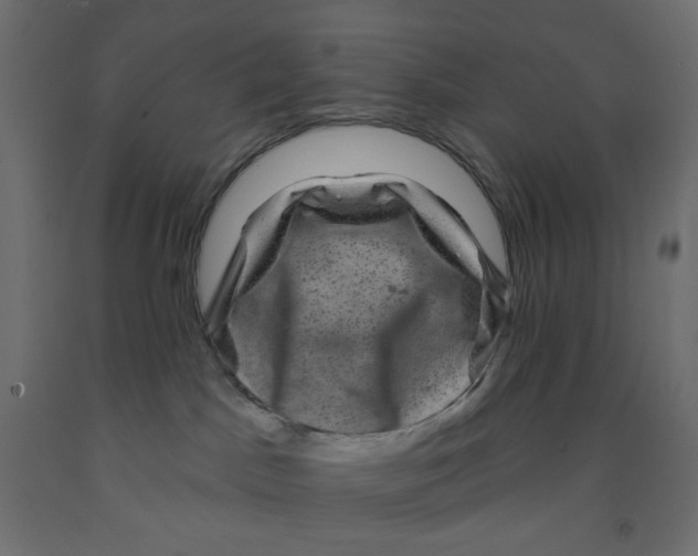 X0000091950045200710041017