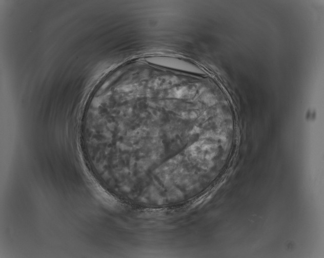 X0000091950049200710041016