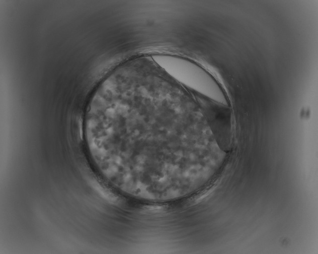 X0000091950061200710041016