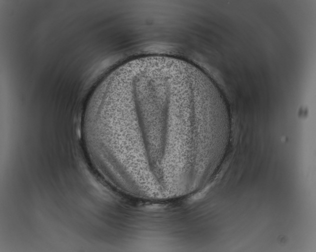 X0000091950062200710041016