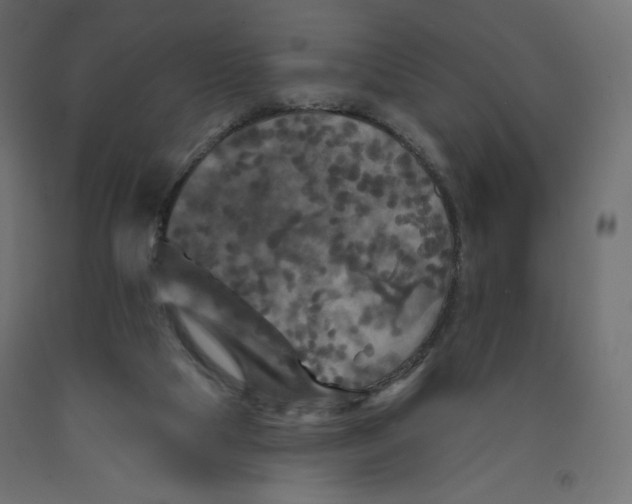 X0000091950065200710041016