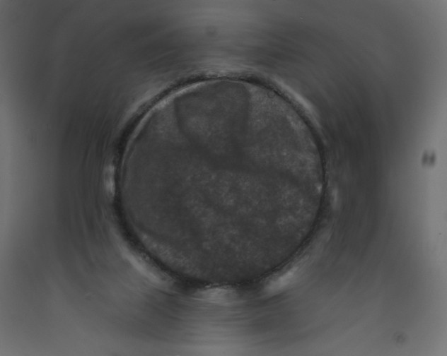 X0000091950067200710041016