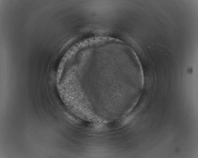 X0000091950093200710041016