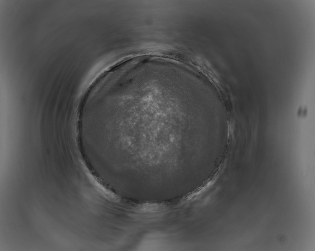 X0000091950101200710041016