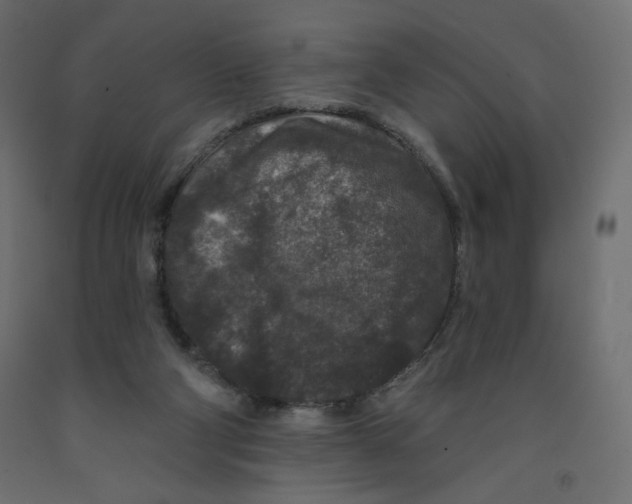 X0000091950114200710041016