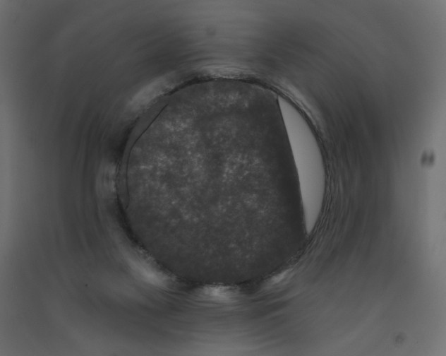 X0000091950117200710041016
