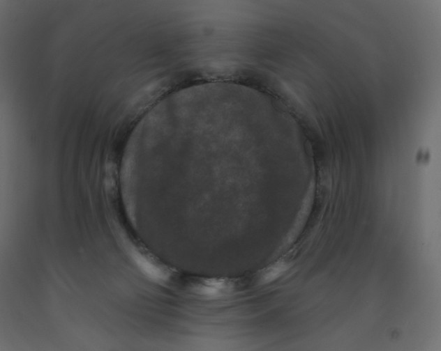 X0000091950130200710041016