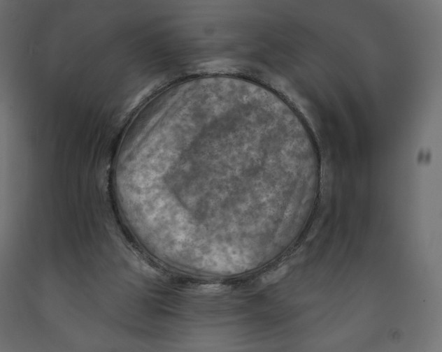 X0000091950153200710041015