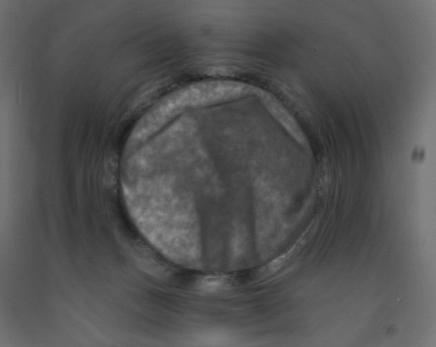 X0000091950175200710041015