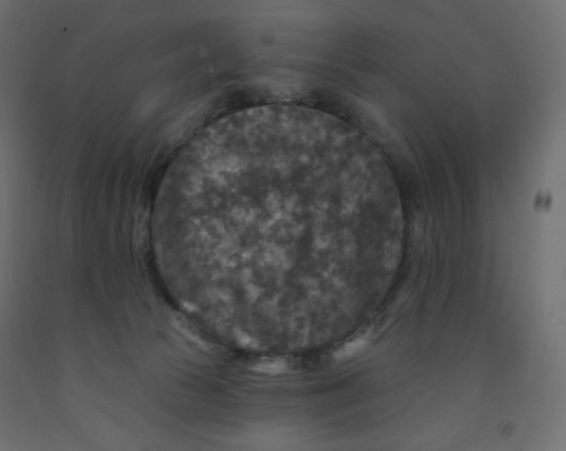 X0000091950177200710041015