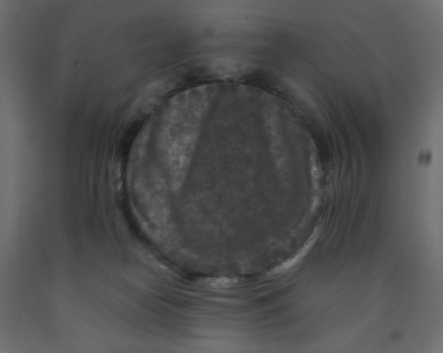 X0000091950182200710041015