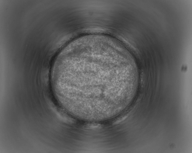 X0000091950206200710041015