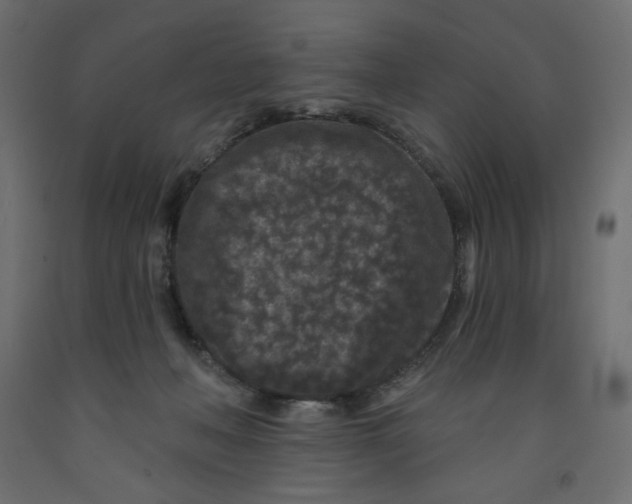 X0000091950222200710041014