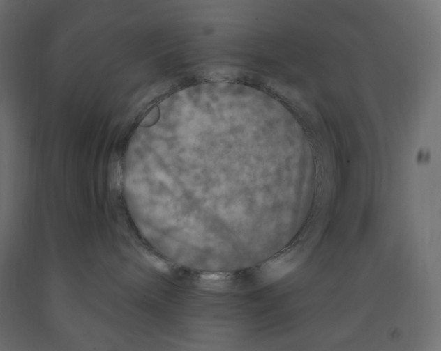 X0000091950240200710041014