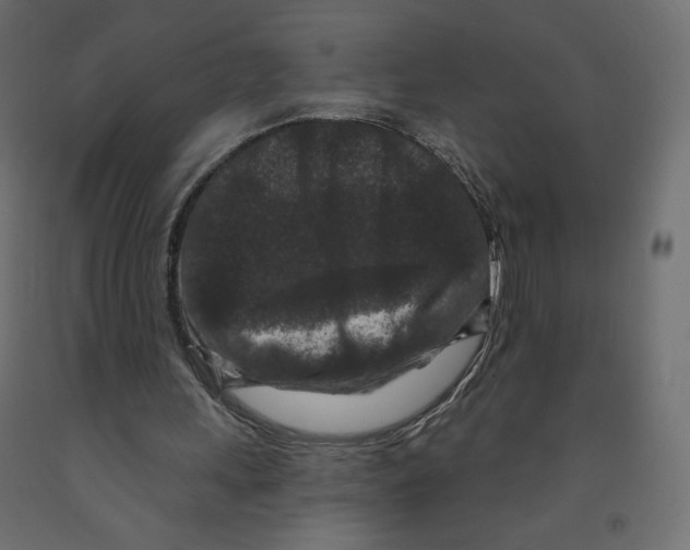 X0000091950243200710041013