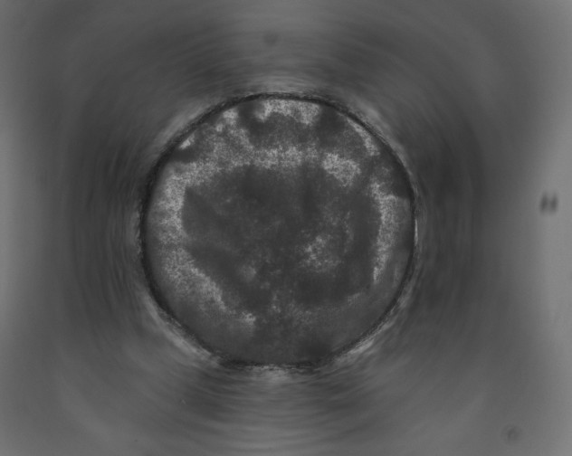 X0000091950249200710041013