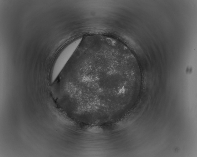 X0000091950258200710041013