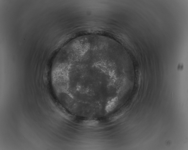 X0000091950266200710041013
